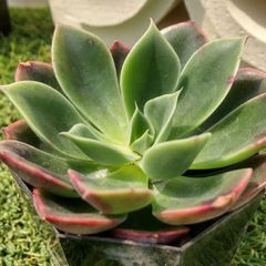 多肉植物エケベリア属 グラウス