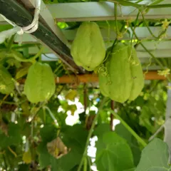 大量　無農薬　ハヤトウリ30個　8キロから10キロ 大量 無農薬 ハヤトウリ30個 8キロから10キロ 大量 無農薬