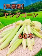 新鮮ヤングコーン(ベビーコーン)100本 楽天市場】《皮付き生ベビーコーン 100本以上》ヤングコーン【朝