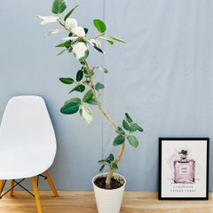 ［現品］16番 フィカス　ベンガレンシス　曲がり　8号　観葉植物　室内　大型　ゴムの木　育てやすい　受け皿付き