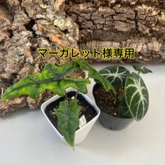 マーガレット様専用　アロカシアジャックリン、ニンジャ