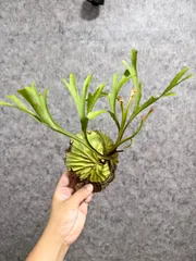 2025年最新】ビカクシダ リドレイ 細葉の人気アイテム - メルカリ