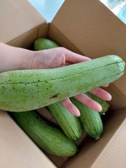 栄養豊富！大好評　沖縄産ヘチマ(ナーベラー)2キロ　　丝瓜　糸瓜