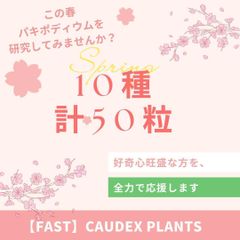 好奇心旺盛な方オススメ【種子】パキポディウムセット10種類/セット割引対象外商品