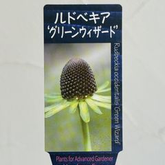 【宿根草】ルドベキア・グリーンウィザード　3.5号ラベル苗
