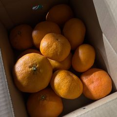 3箱15キロ　　蔵出し甘平！