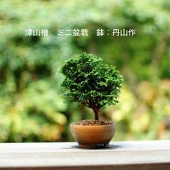 津山桧（ひのき）苗木素材 盆栽鉢丹山作 自分で作るミニ盆栽 初心者セット