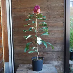 2026年最新】テロ シェイディレディの人気アイテム - メルカリ