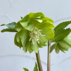 クリスマスローズ　開花株　3.5号ラベル苗　【個体番号A-7】