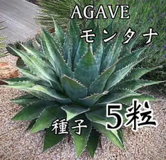 2025年最新】アガベ モンタナの人気アイテム - メルカリ