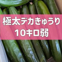 終了目前‼️最終価格‼️超特価！10kg弱！極太デカきゅうり！　野菜ソムリエサミット銀賞受賞　農家直送　減農薬　有機肥料　きゅうり　訳あり　規格外　10kg 10キロ　産地直送