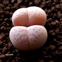 多肉植物 コノフィツム デプレッサム ssp 種子 - メルカリ