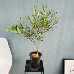 2025年最新】オリーブの木 soujuの人気アイテム - メルカリ