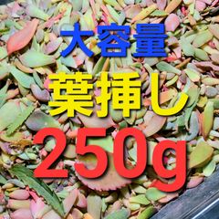 【ネコポス発送】多肉植物　葉挿し250グラム【育成説明書付】