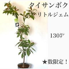 ★大特価！　タイサンボク　リトルジェム苗木　★数限定です！　　苗・苗木　130㌢大苗　★若木のうちから花を付け、かなり低いところにある枝にも花が咲きます！　★白い花には良い香りがあり、四季咲き性が強く、春から晩秋まで開花します