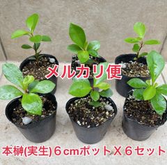 ブルーベリー苗 ミスティ3.5号ポット6本セット - メルカリ