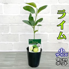 2025年最新】柑橘苗の人気アイテム - メルカリ