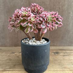 アエオニウム ピンクウィッチ 綴化 ② 黒ポット BPP ベンケイソウ科 アエオニウム属 Aeonium 現品 観葉植物 観葉 植物 珍奇植物 珍奇 珍しい レア 希少 インテリア 多肉植物 多肉  カクタス インテリア グリーン 斑入り 錦
