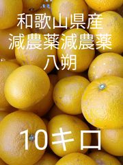 和歌山県はっさく10キロ