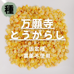 【種】万願寺とうがらし　農薬不使用　15粒