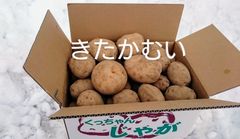 北海道産　きたかむい規格外品20キロ
