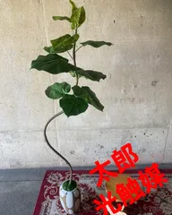 2023年最新】観葉植物 造花 ウンベラータの人気アイテム - メルカリ