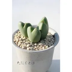 花園 2頭 コノフィツム 2寸ポット 小型タビ型 昼咲き種 オレンジ花 メセン科 根付苗 アフリカ原産 珍品多肉植物