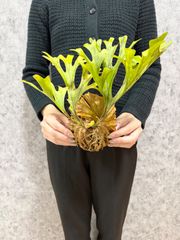 【C46 Mサイズ】 ▽P.ridleyi Wild Banten▽ リドレー　リドレイ【PLANET】ビカクシダ