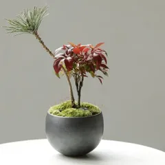 2025年最新】有田焼植木鉢の人気アイテム - メルカリ