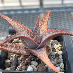 アロエ　ピンクキール　Aloe 'Pink kir'
