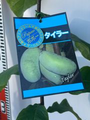 ポポー苗 タイラー【接木】5号