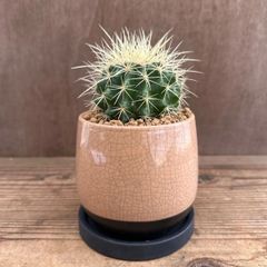 キンシャチ　ベージュ陶器鉢付き　現品　Echinocactus grusonii グルソニー キンシャチ 玉サボテン  観葉植物 観葉 植物  多肉植物 多肉 カクタス サボテン インテリア プレゼント ミニ 小さい おうち時間