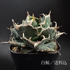 2025年最新】アガベ 白鯨 大株の人気アイテム - メルカリ