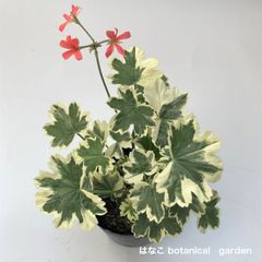 カラーリーフゼラニウム　松江錦　ミセスキルター　天竺葵　　ガーデニング　花壇　葉