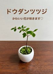 【限定】ミニ盆栽　ドウダンツツジ　みるく色の鉢　第四種郵便