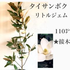 タイサンボク　リトルジェム　①苗・苗木　★接木　110㌢大苗　★若木のうたから花を付け、かなり低いところにある枝にも花が咲きます！　★白い花には良い香りがあり、四季咲き性が強く、春から晩秋まで開花します！