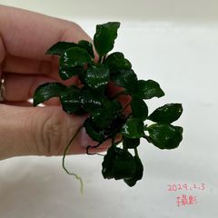 アヌビアス　キリン　ミニ　2株