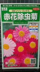 赤花 除虫菊 ロビンソン 種 ３袋セット