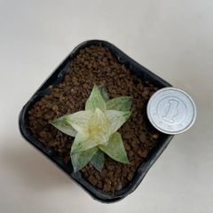 多肉植物　ハオルチア　氷砂糖　抜き苗　根付き
