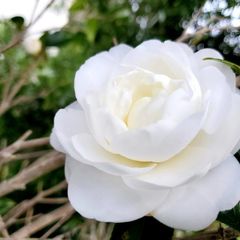 カメリアストア