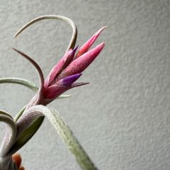 【人気品種】Tillandsia intermedia/チランジアインターメディア