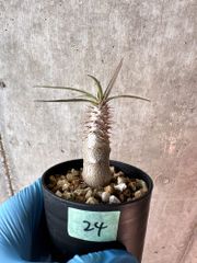 【現品限り】パキポディウム・グラキリス【A24】 Pachypodium gracilius【植物】塊根植物 夏型 コーデックス