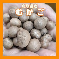 【鳥取県産】むかご Lサイズ程度 10kg 長芋 ねばりっこ とっくり芋
