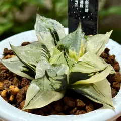 裏般若錦　超美株　ハオルチア　観葉植物　オークション　C6 O*Z様 コレクタ錦 超美株 ハオルチア 観葉植物 オークション C3