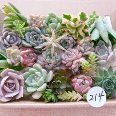 214 多肉植物寄せ植えセット