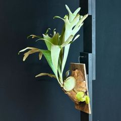 veitchii（ビーチー） 株分け◇ビカクシダ コウモリラン