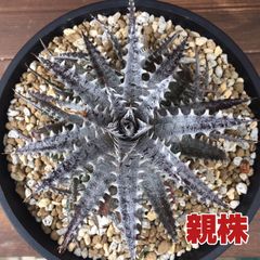 Dyckia ‘Brittle Star’ F3 ディッキア 活着済み子株