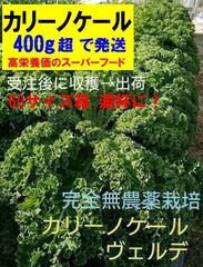 カリーノケール(ヴェルデ／緑)　完全無農薬　イタリア野菜　400gオーバー