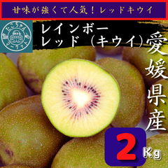 【10/24まで！数量限定セール】甘さピカイチ！　愛媛県産　レッドキウイ　レインボーレッドと同品種　2Kg(30個前後）（風袋込み）
