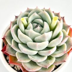 【多肉植物】エケベリア・シルエット　Echeveria 'Silhouette'